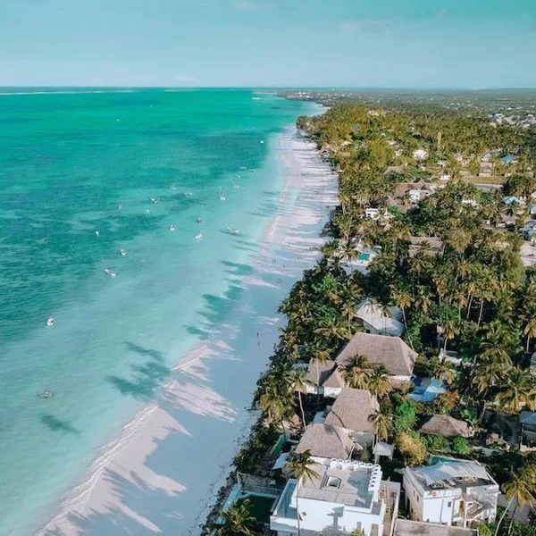 Blue Oyster - zdjęcie 5