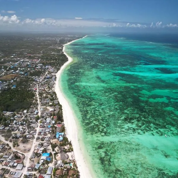 Blue Oyster - zdjęcie 3