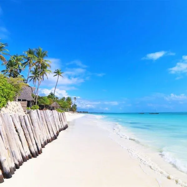 Blue Oyster - zdjęcie 2