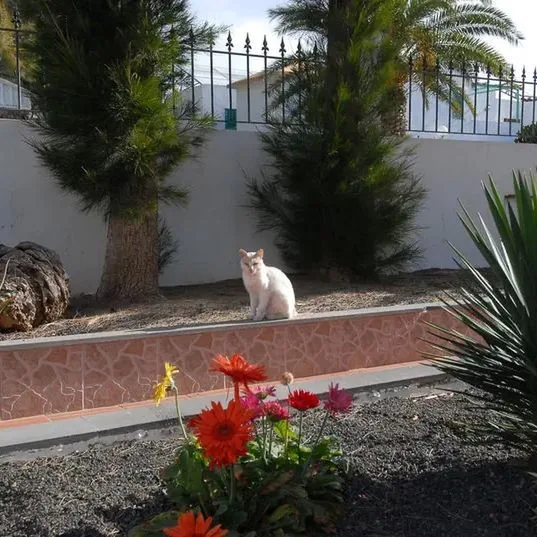 Villa Florida - zdjęcie 2