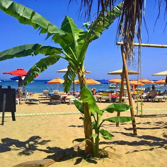 Summerland & Bungalows - zdjęcie 4