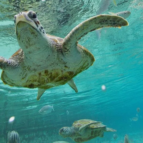 Royal Bora Bora - zdjęcie 5