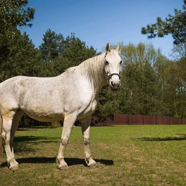 Kawallo Relaks Event SPA - zdjęcie 5