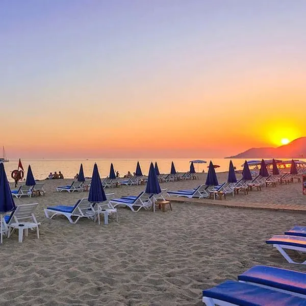 Lonicera City Kleopatra - zdjęcie 2