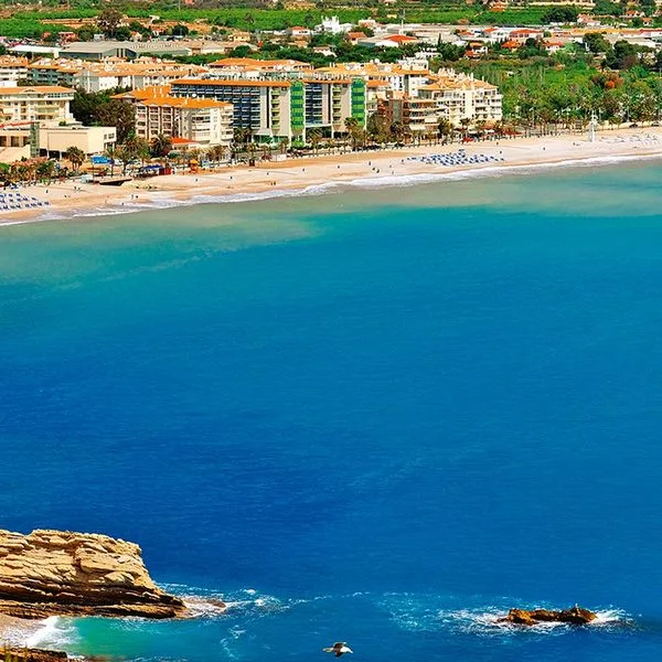 Kaktus Albir - zdjęcie 5