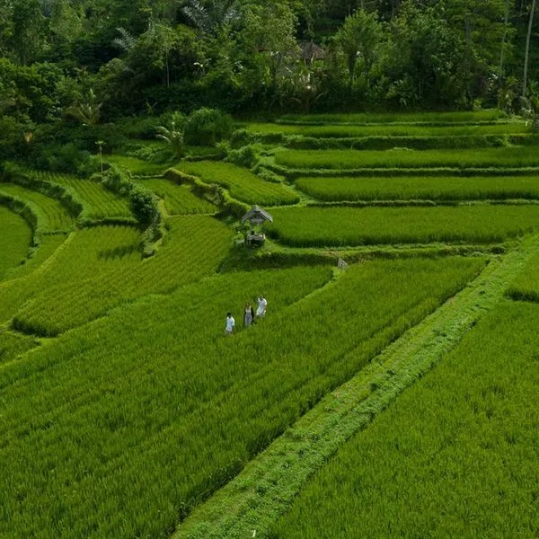 Adiwana Suweta - zdjęcie 2