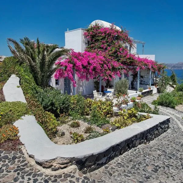 Apanemo - zdjęcie 3