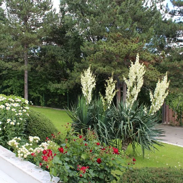 Zora (Sunny Beach) - zdjęcie 5