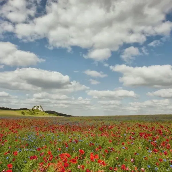 Fajkier - zdjęcie 2