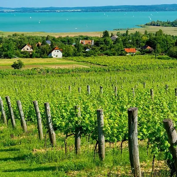 Csopak Resort & Lake - zdjęcie 4