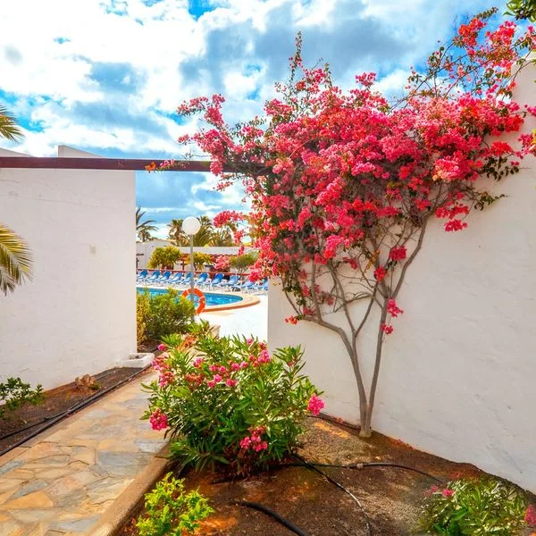 Castillo Beach Bungalows - zdjęcie 4