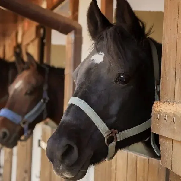 Wierzbowe Ranczo - zdjęcie 5