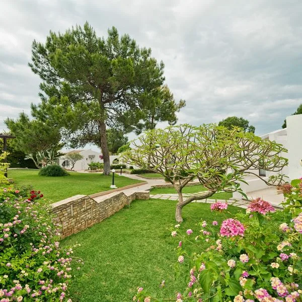 Olive Tree - zdjęcie 2