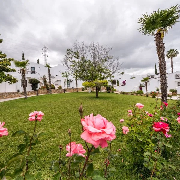 Olive Tree - zdjęcie 4