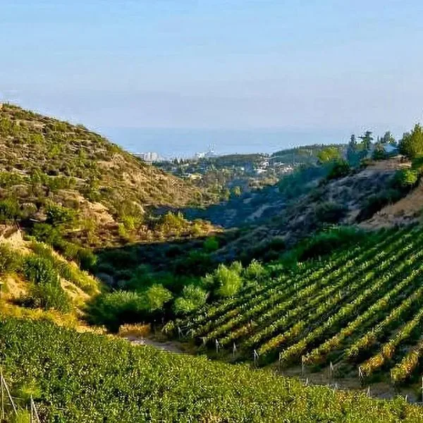 Gillham Vineyard - zdjęcie 4