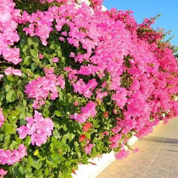 Telhinis - zdjęcie 4