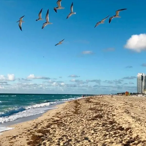 Shelley - zdjęcie 5